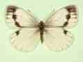 Pieris napi female (aberrant form continua 2) (Internet Image property of respective owner, non-commercial use only)